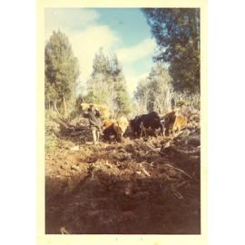 Photograph of Tui Ridge Farm herd, ca.1960s