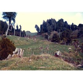 Photograph of Tui Ridge Farm, ca.1970s