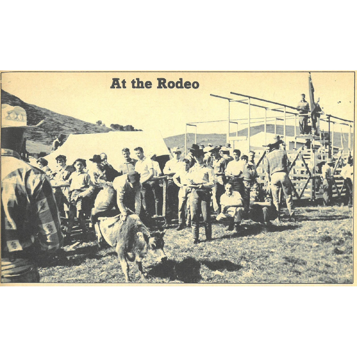 Rerewhakaaitu Rodeo : the early years