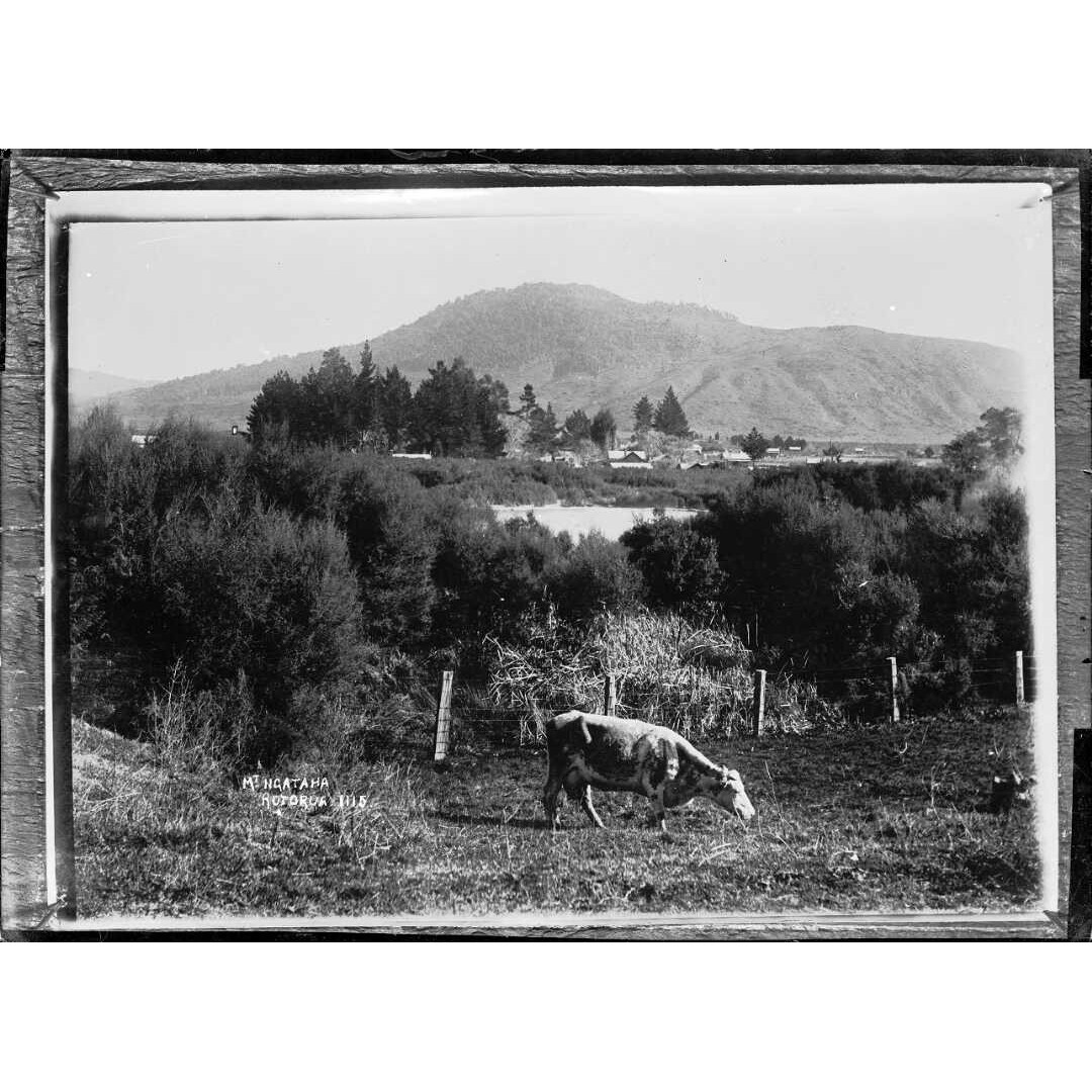Kuirau Reserve / Kuirau Park