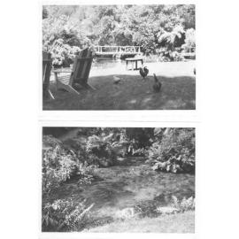 Photographs of Hamurana Springs, 1961