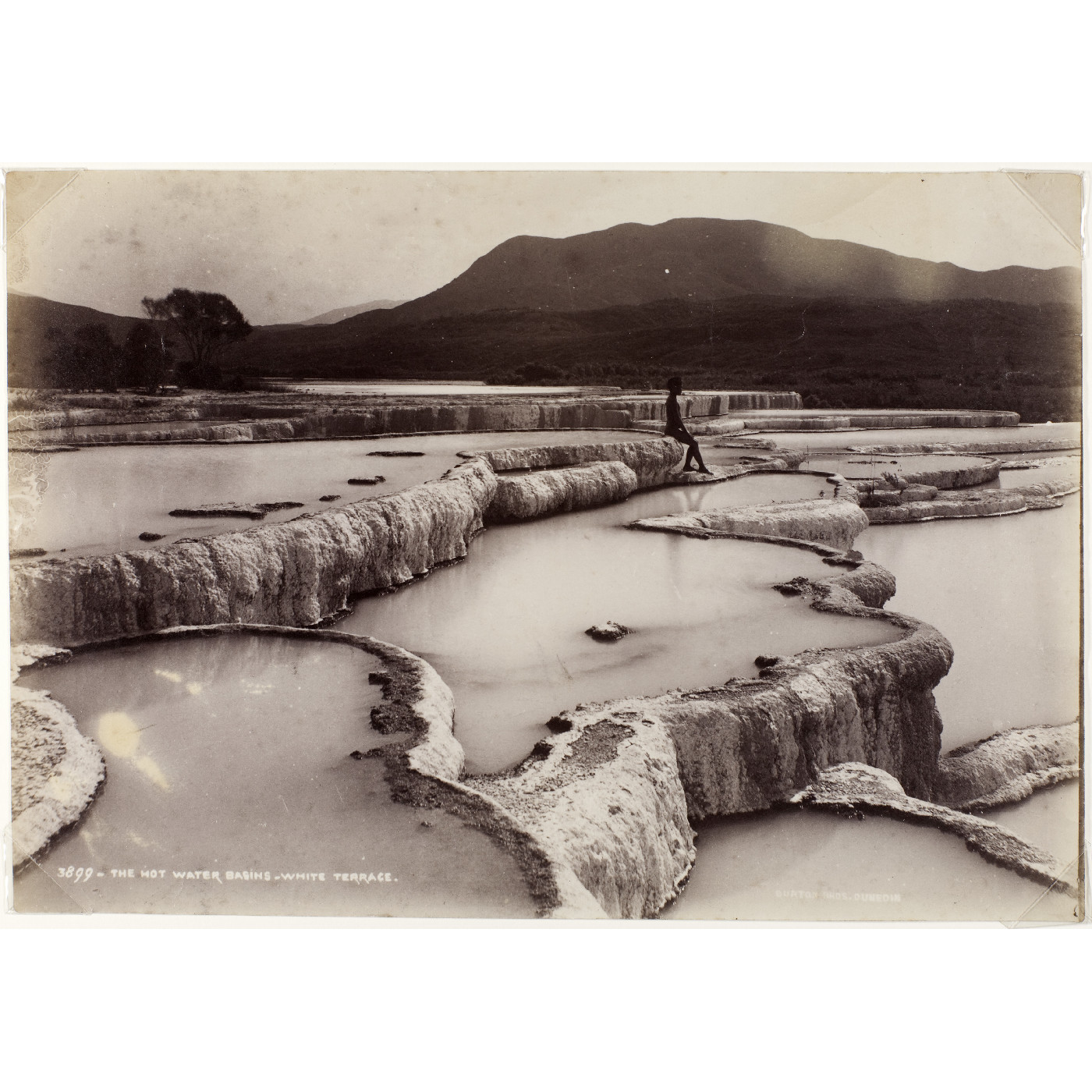 Pink and White Terraces