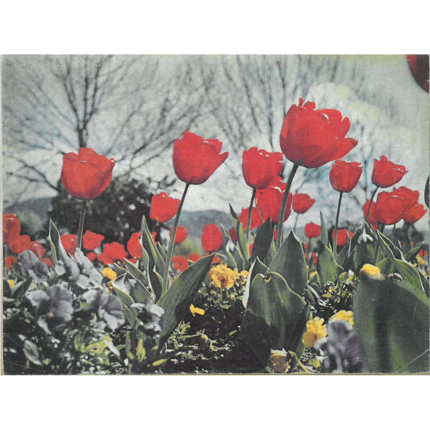 Tulips in Rotorua