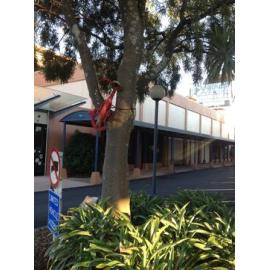 Photograph of old painted bicycle, placed in a tree next to Community House